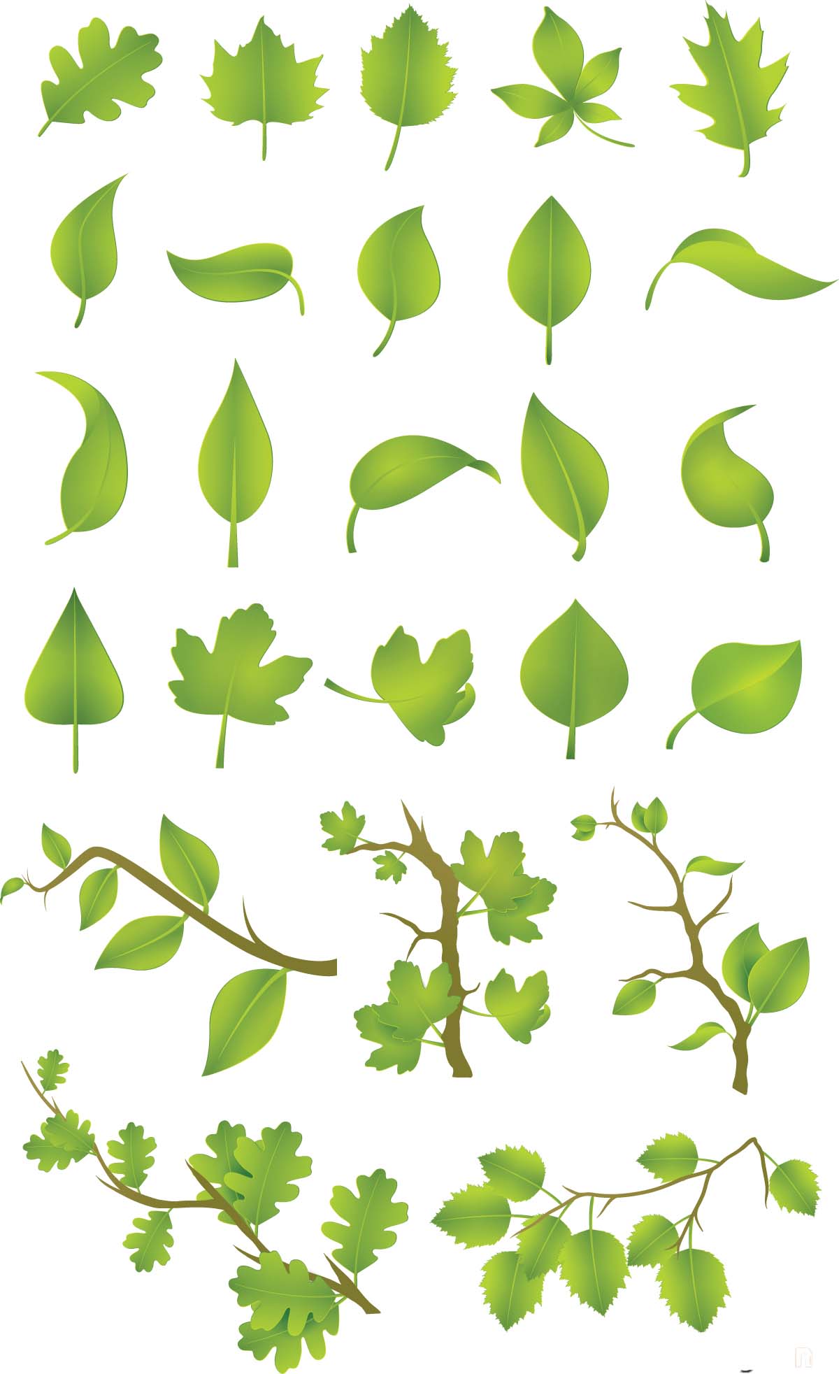 Green leaves vector set | Free download