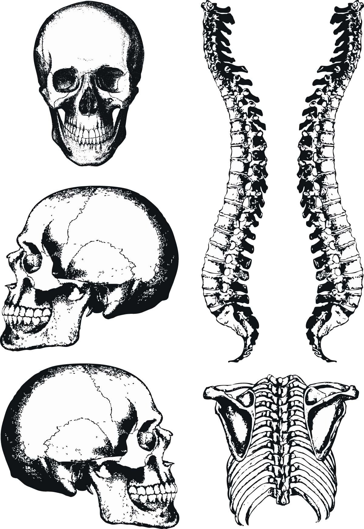 Human anatomy graphic skull and spine vector | Free download