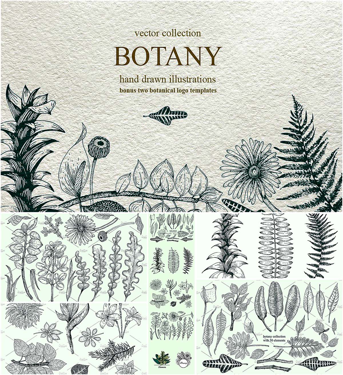 Vector botany collection | Free download