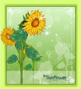 Sunflower frame vector