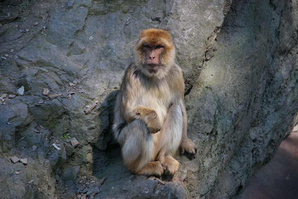 Macaque monkey free stock photo | Free download