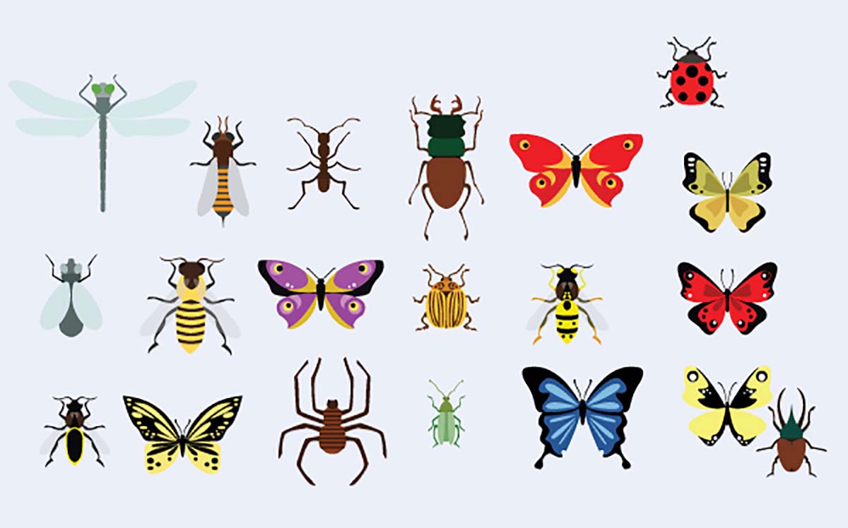Butterflies and bugs vector collection