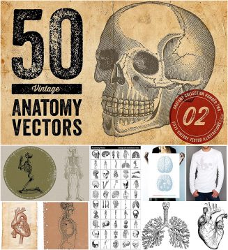 50 vintage anatomy illustrations