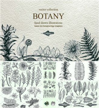 Hand drawn botany collecction