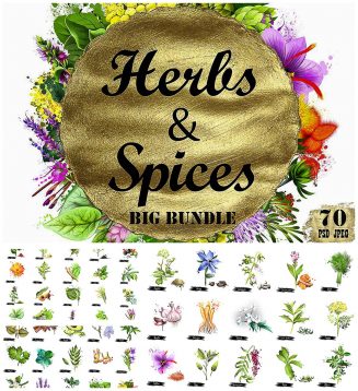 Herbs and spices bundle