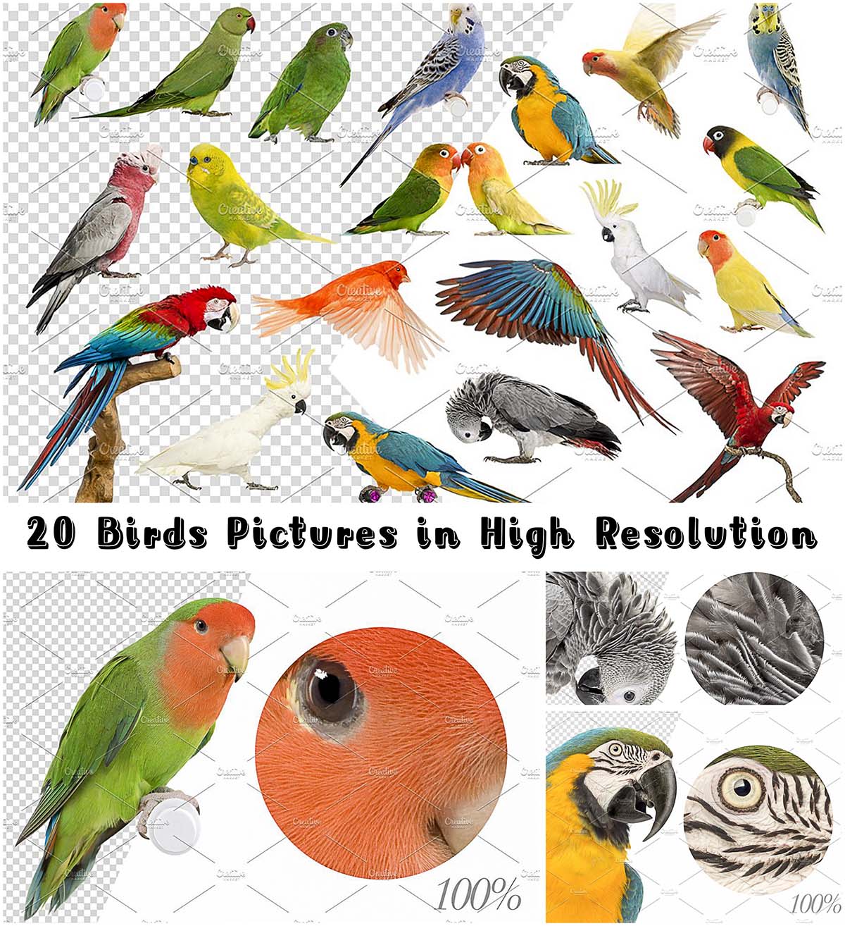 20 birds in high res
