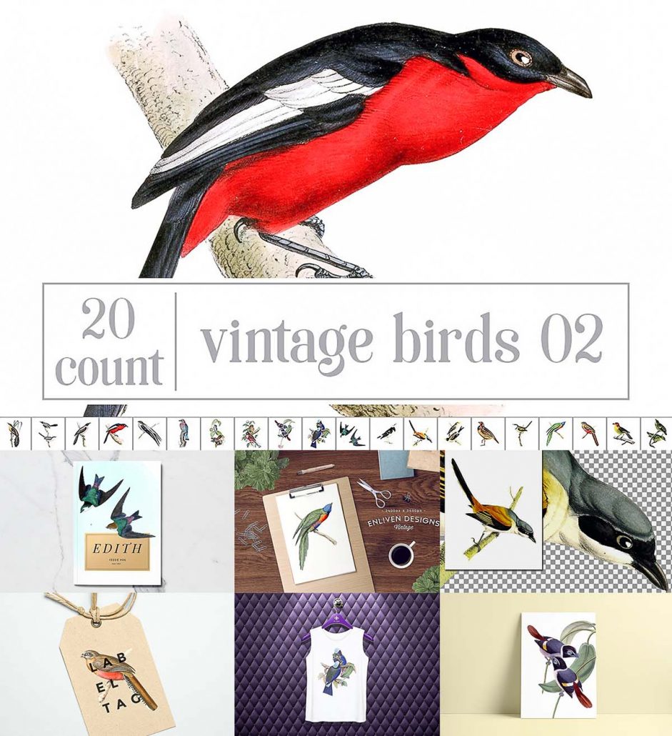 [Image: Vintage-bird-bundle-941x1030.jpg]