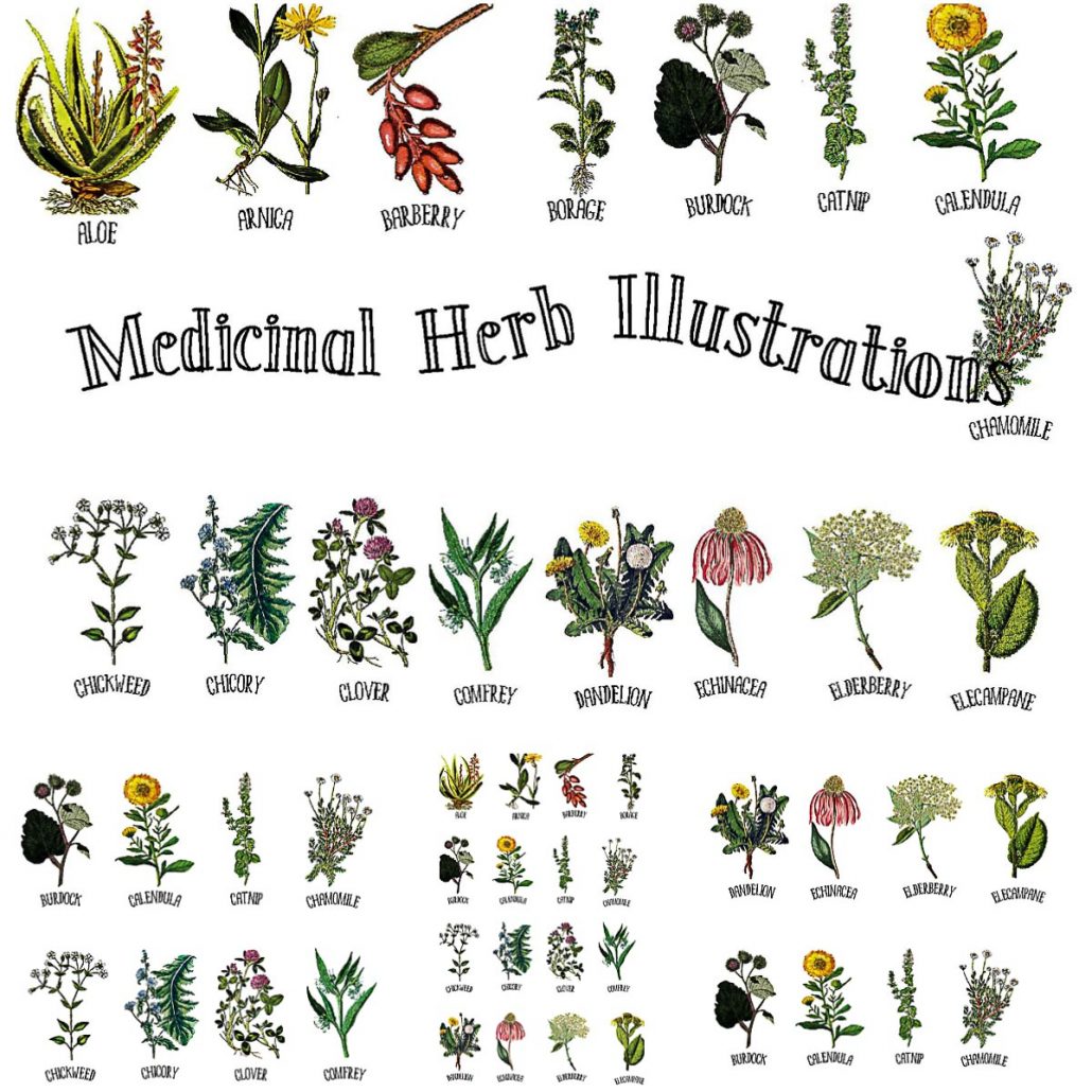 Medicinal Herb Collection Free download