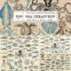 Antique sea creatures illustrations