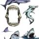 Different sharks for illustration vector