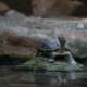 Lovely photo of turtle on the rock free stock photo