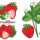 Bright strawberry with leaves vector clipart